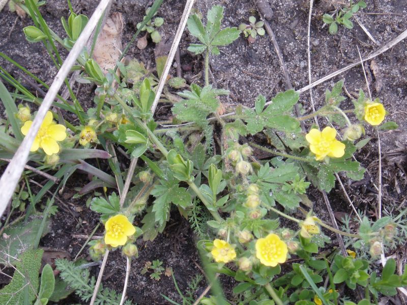Image of Potentilla humifusa specimen.