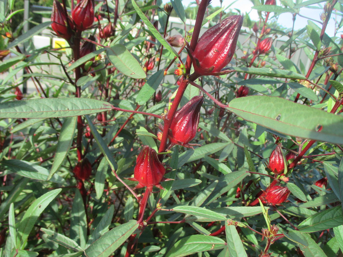 Image of Hibiscus sabdariffa specimen.