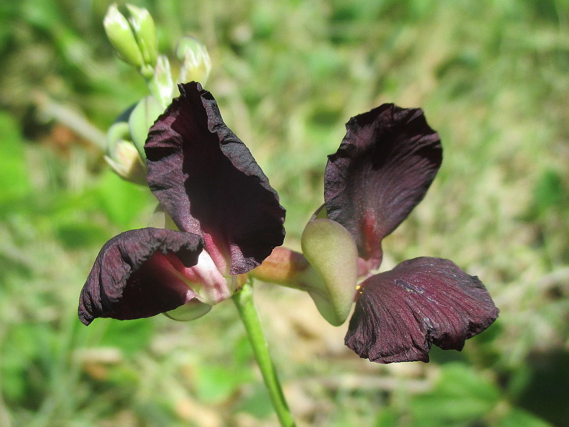 Image of Macroptilium atropurpureum specimen.