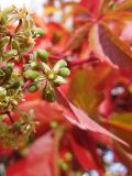 Parthenocissus quinquefolia