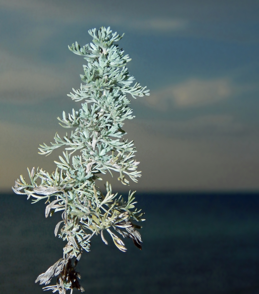 Изображение особи Artemisia absinthium.