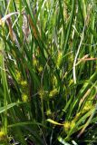 Carex hirta