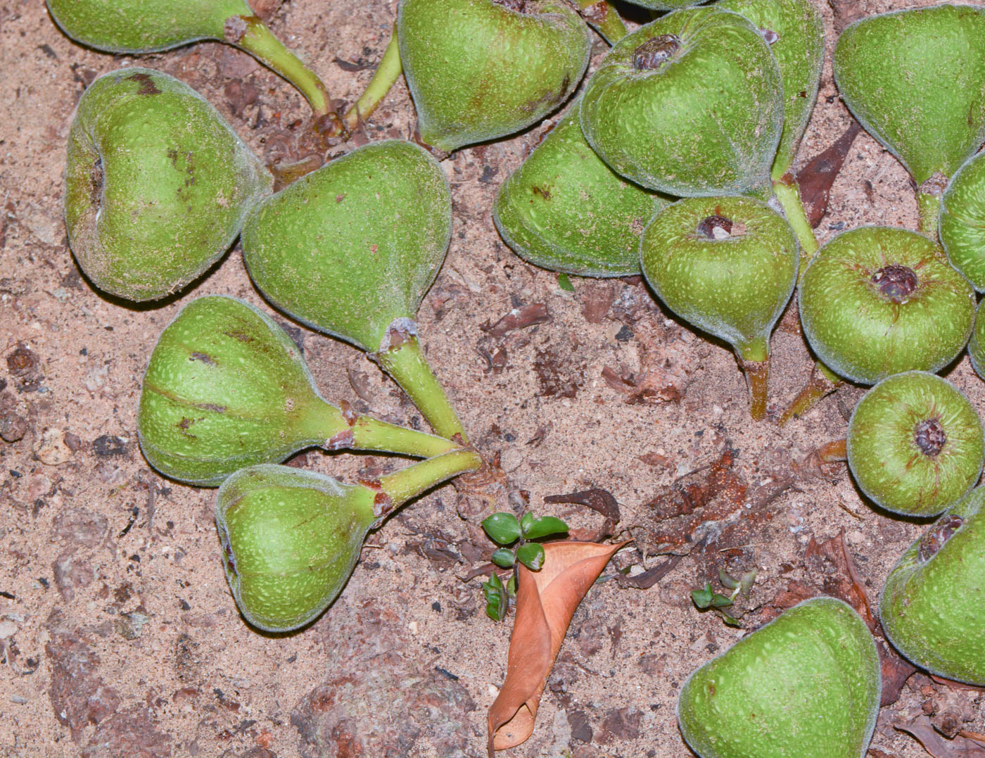 Изображение особи Ficus auriculata.