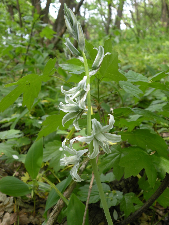 Image of Ornithogalum boucheanum specimen.