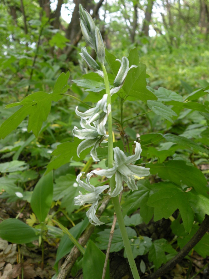 Изображение особи Ornithogalum boucheanum.