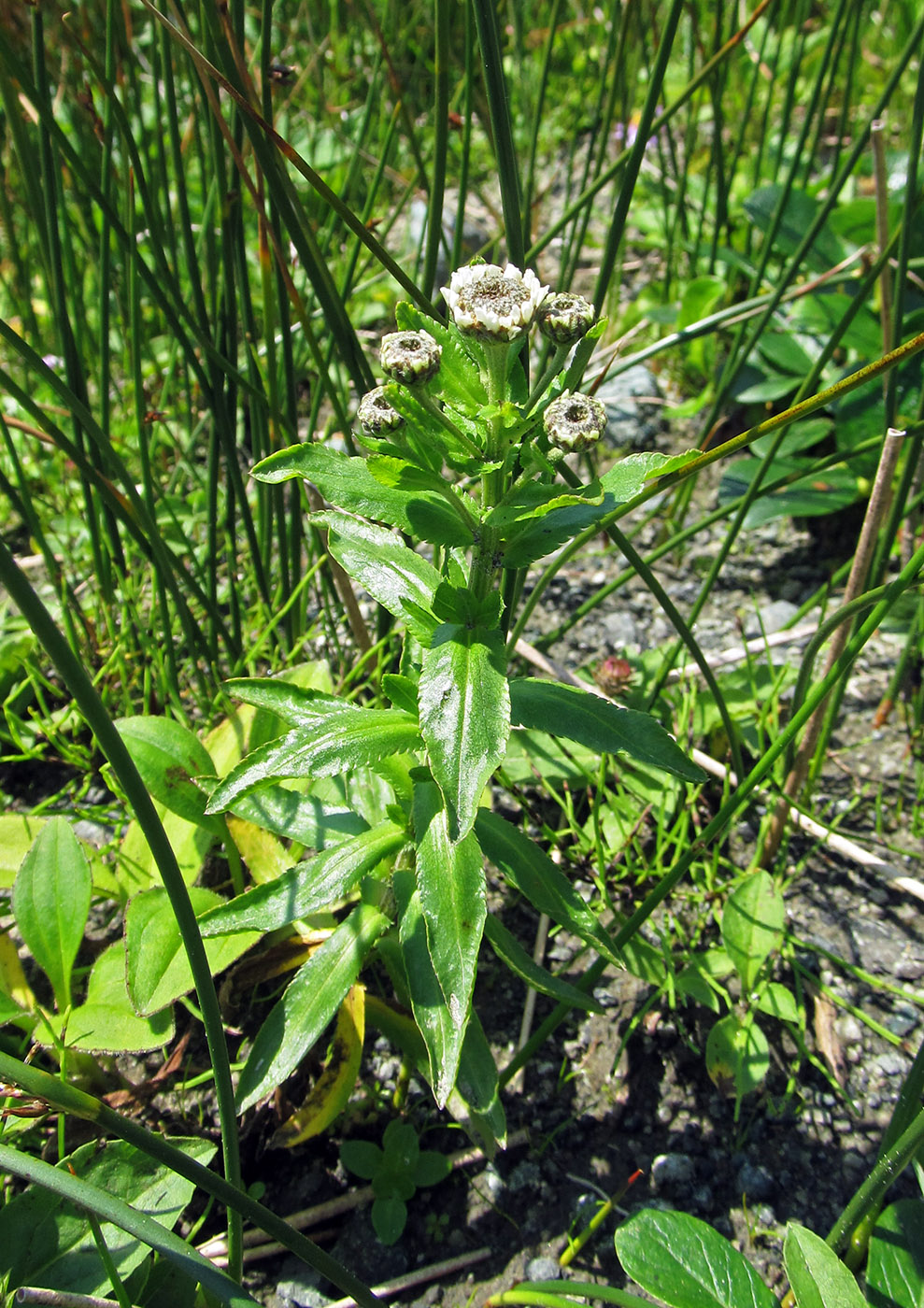 Image of Achillea ptarmica ssp. macrocephala specimen.