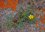 Potentilla bifurca. Цветущее растение. Монголия, аймак Туве, окр. г. Эрдэнэсант, ≈ 1400 м н.у.м., на скале. 01.06.2017.