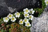 Diapensia obovata. Цветущее растение (слева внизу Vaccinium vitis-idaea var. minus). Чукотка, побережье бухты Провидения, кустарничково-лишайниковая тундра. 15.06.2012.