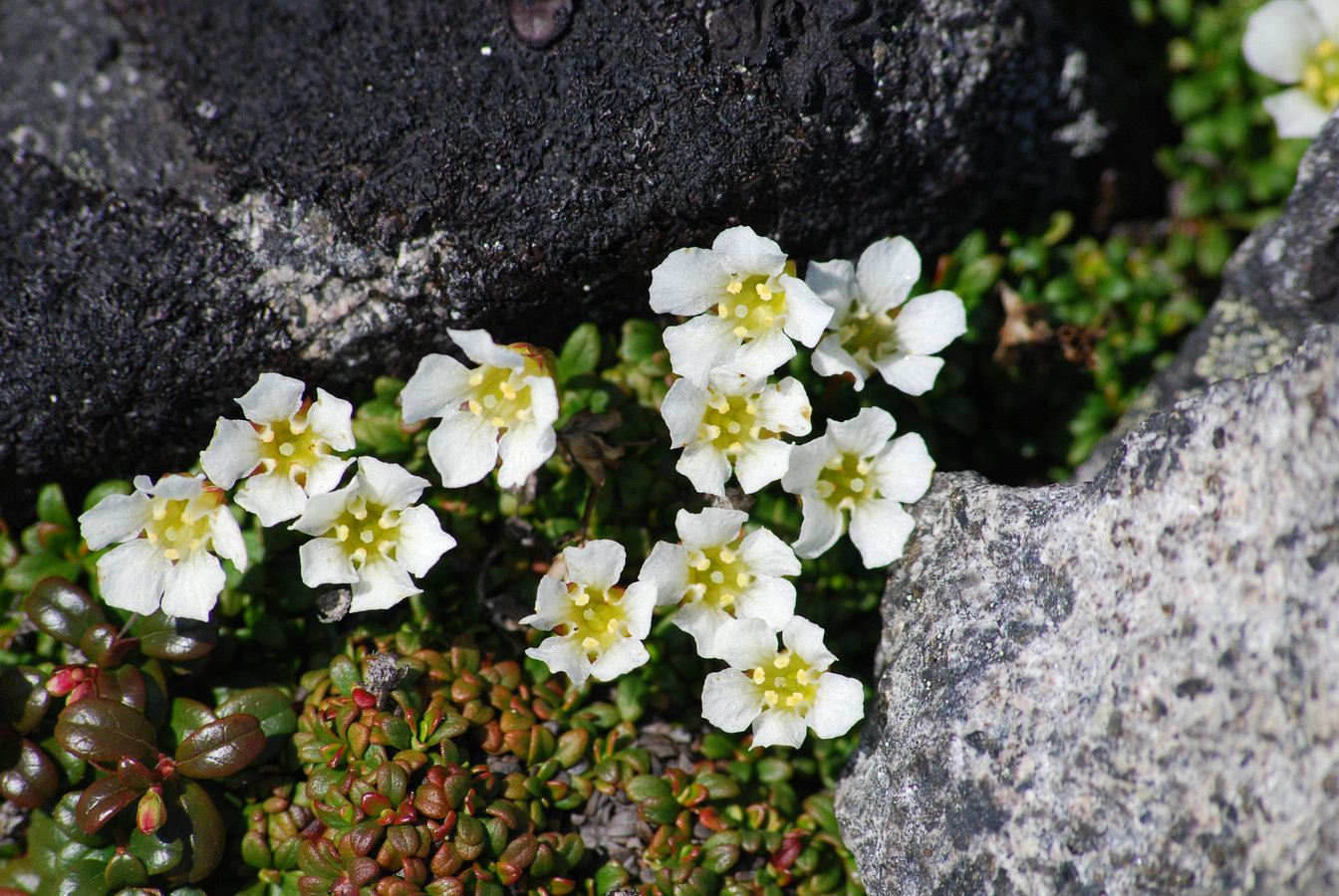 Image of Diapensia obovata specimen.