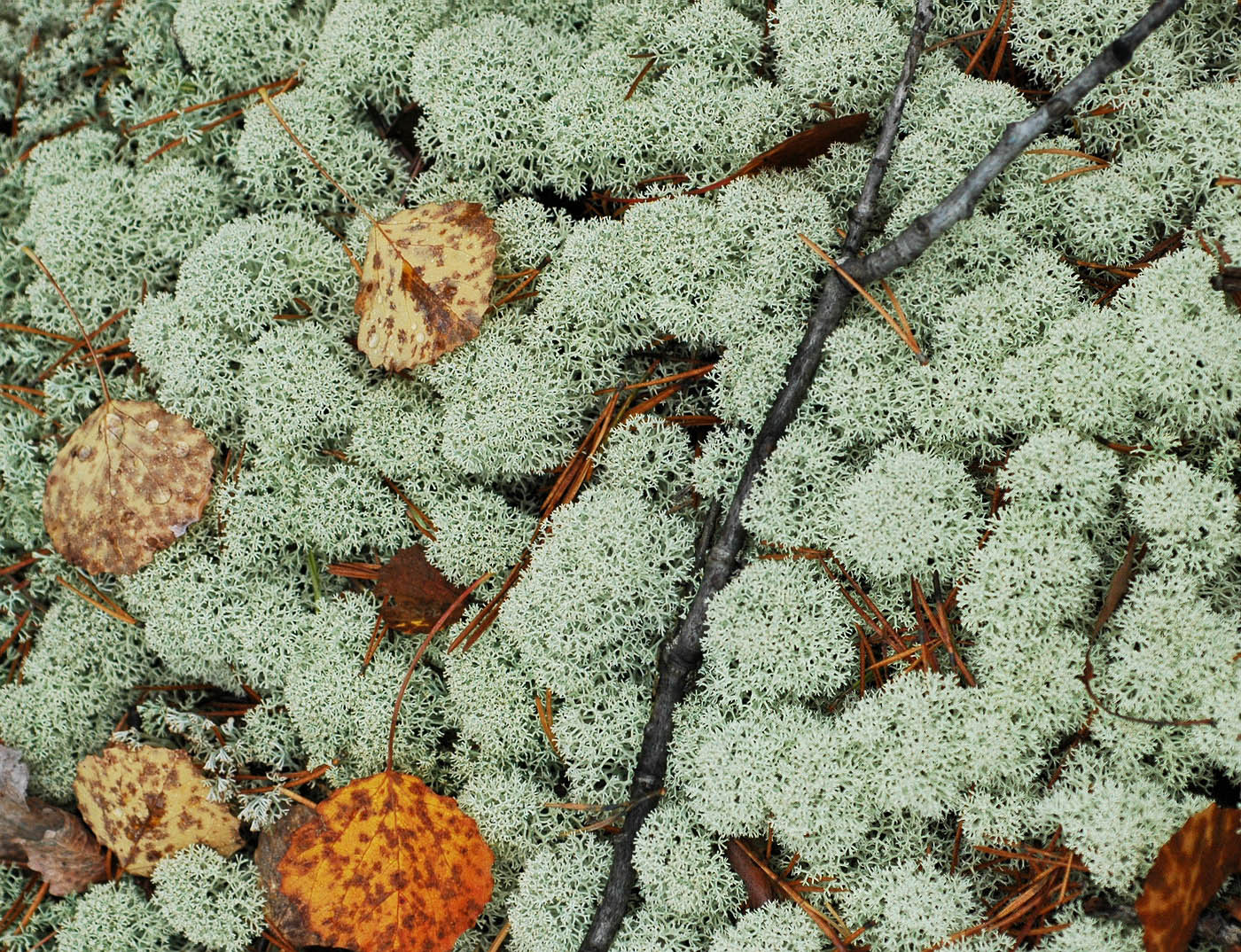 Image of Cladonia stellaris specimen.