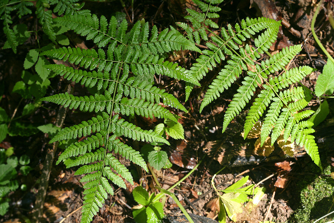 Image of Dryopteris dilatata specimen.