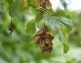 Acer tataricum