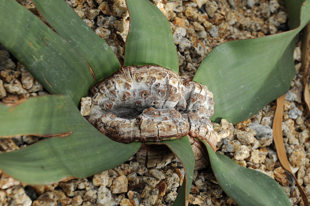 Изображение особи Welwitschia mirabilis.