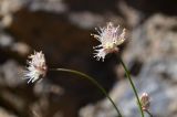 Allium kokanicum