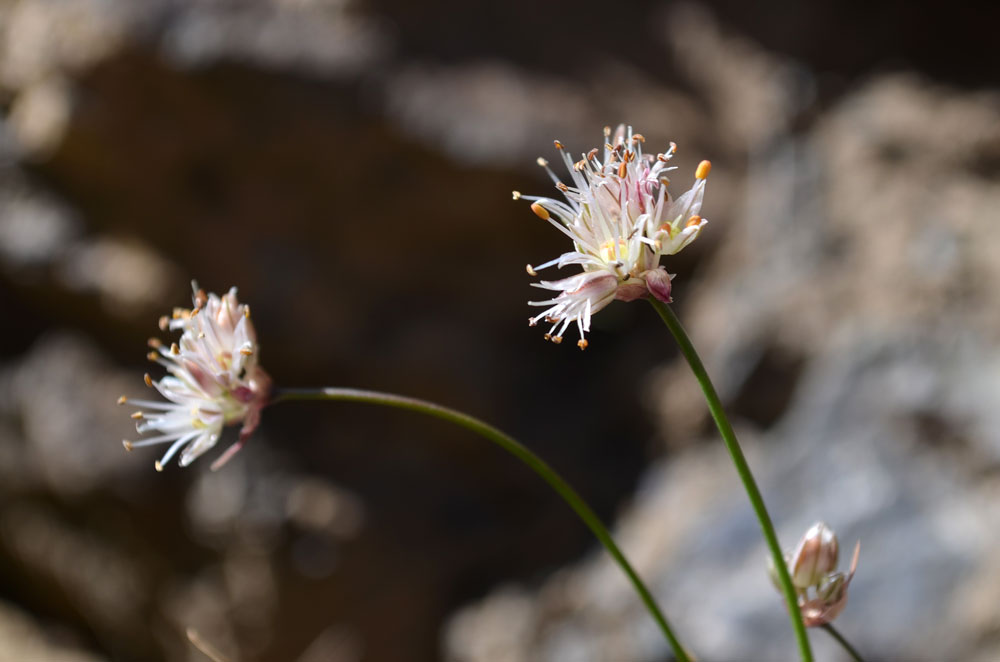 Image of Allium kokanicum specimen.