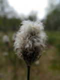 Eriophorum vaginatum. Соплодие. Беларусь, Гродненская обл., Новогрудский р-н, Кошелевский сельсовет, окр. дер. Коростово, облесённое сосново-берёзово-пушицево-сфагновое болото. 02.05.2014.