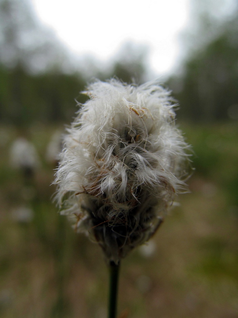 Изображение особи Eriophorum vaginatum.