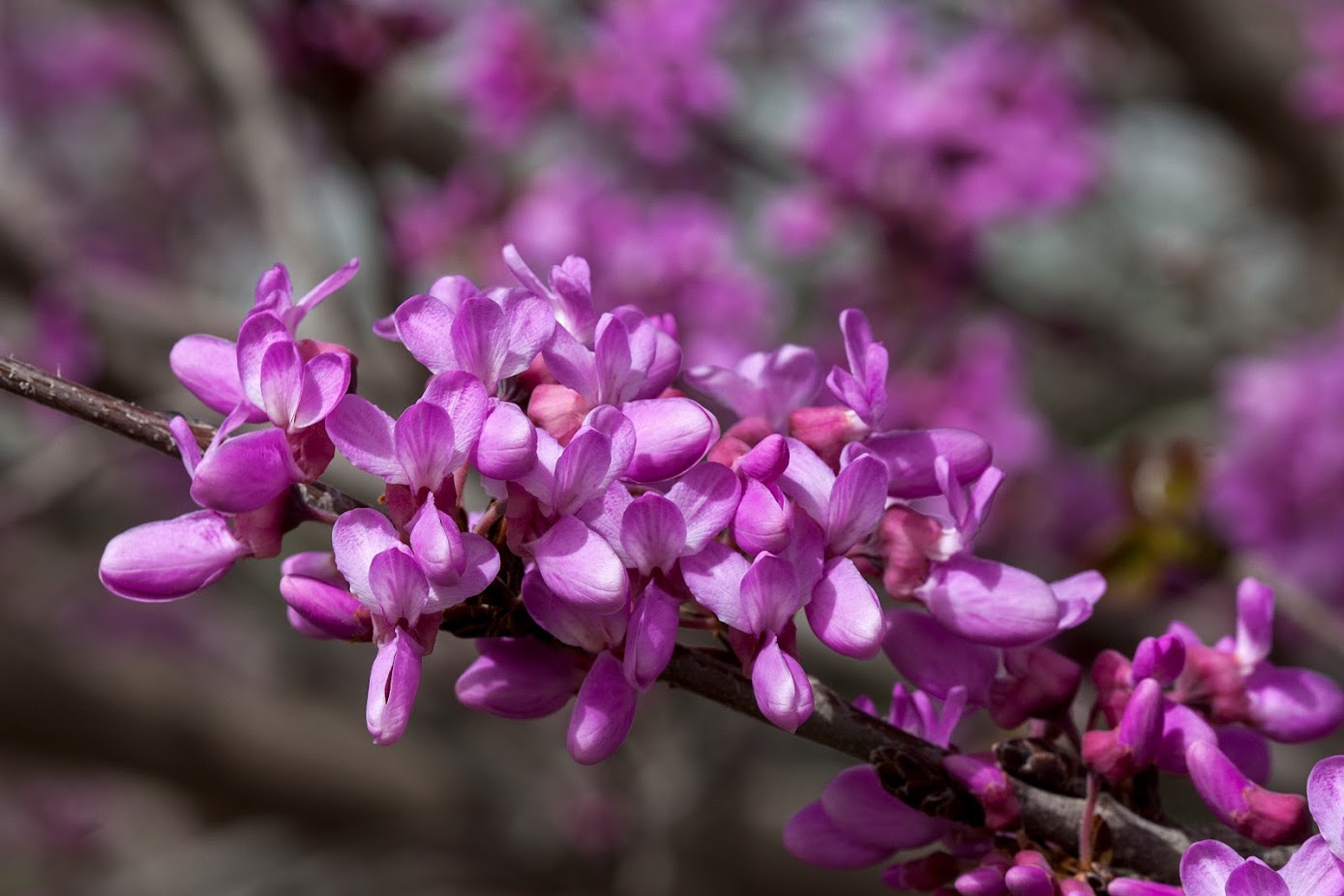 Изображение особи Cercis siliquastrum.