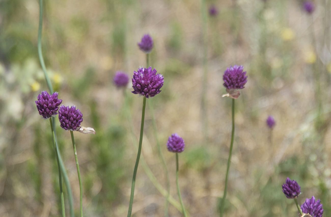 Image of genus Allium specimen.
