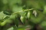 Pulmonaria obscura. Соплодие. Санкт-Петербург, Дудергофские высоты, широколиственный лес. 16.05.2010.