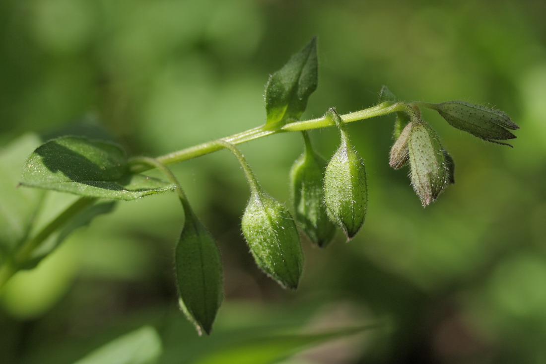 Изображение особи Pulmonaria obscura.