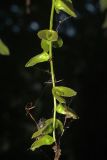 Pterocarya &times; rehderiana