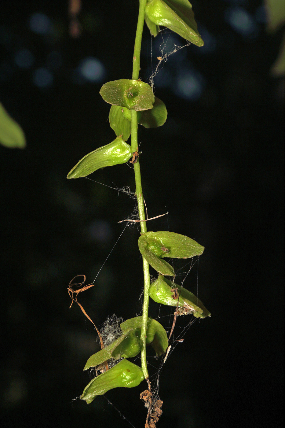 Image of Pterocarya × rehderiana specimen.