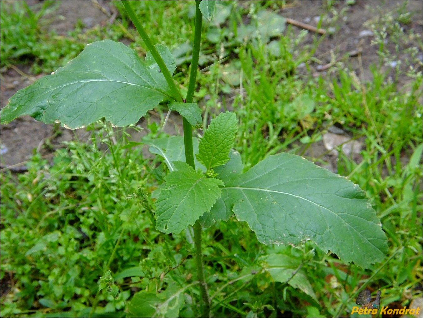 Image of Sinapis arvensis specimen.
