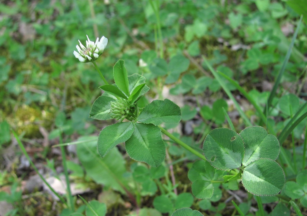 Image of genus Trifolium specimen.