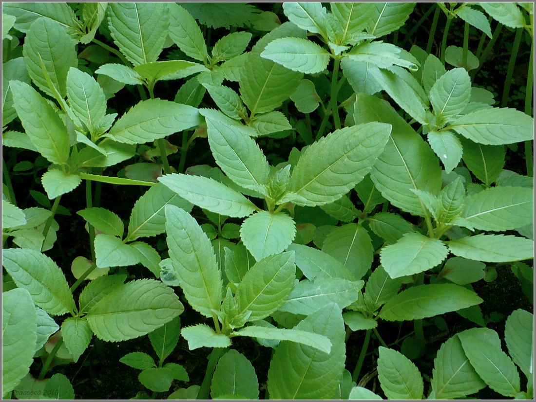 Image of Impatiens glandulifera specimen.