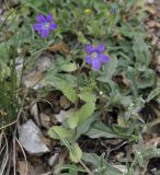 Campanula drabifolia