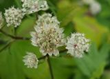 Astrantia pontica. Часть общего соцветия - центральный зонтик с незрелыми плодами и боковые зонтики преимущественно с тычиночными цветками. Москва, Воробьёвы горы, Ботанический сад МГУ, в культуре из Адыгеи. 23.07.2018.