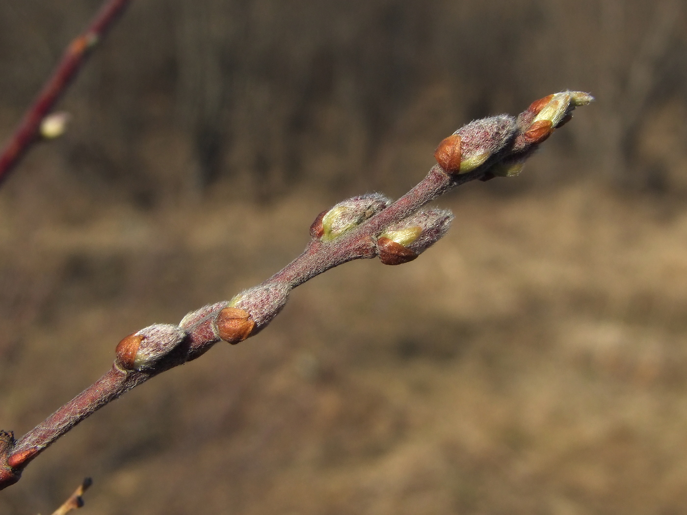 Image of Salix bebbiana specimen.