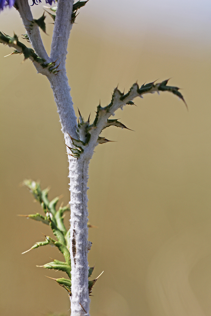 Image of Echinops biebersteinii specimen.