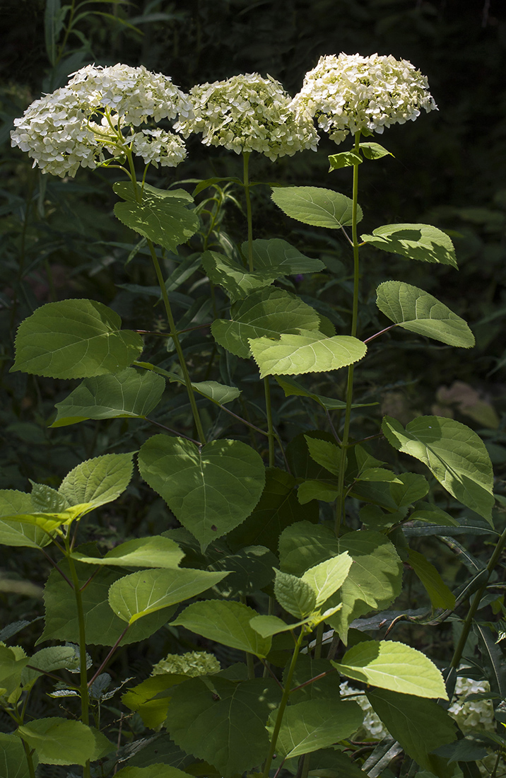 Image of Hydrangea arborescens specimen.