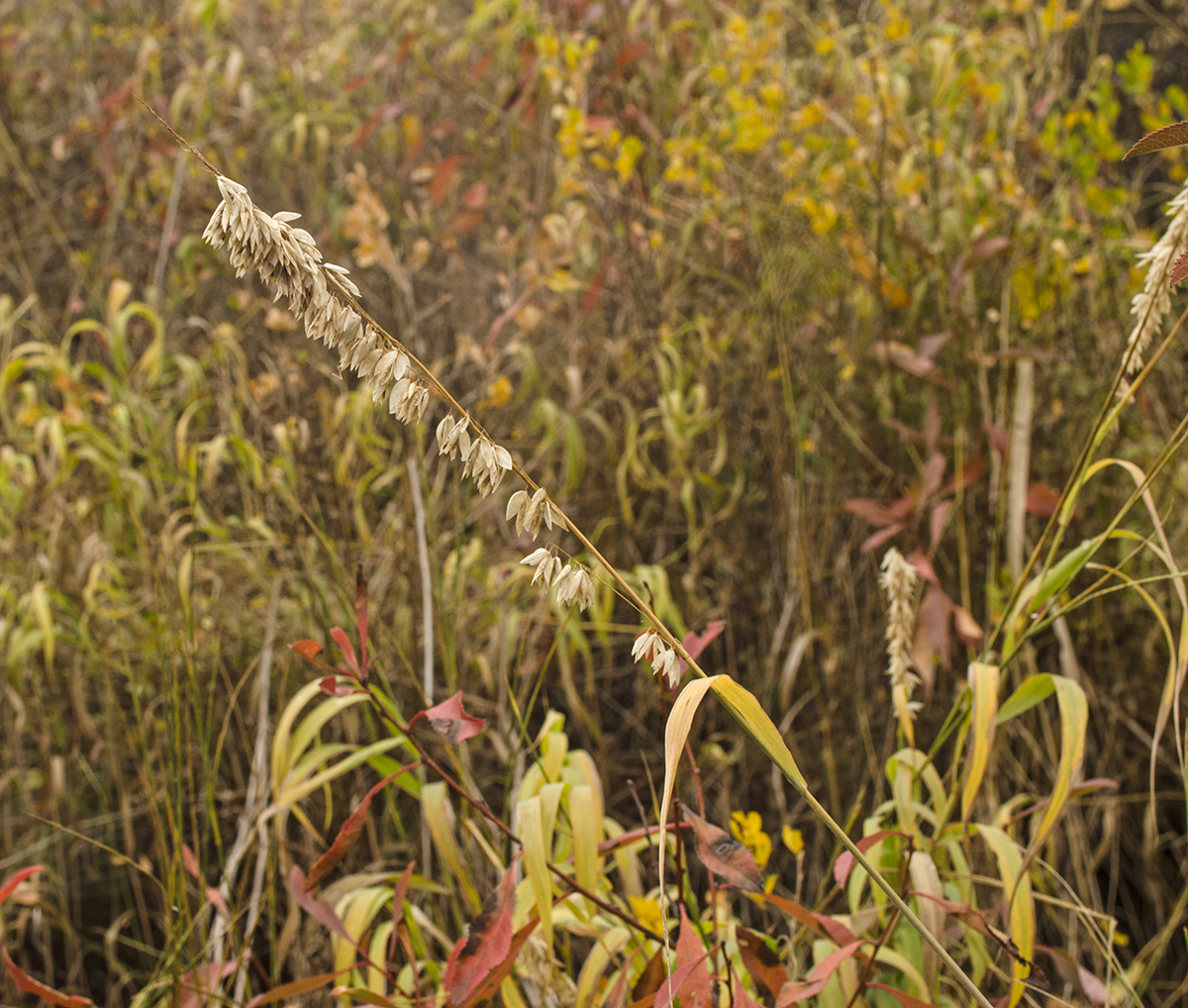 Image of Melica altissima specimen.