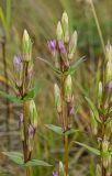 Gentianella amarella. Верхушки цветущих растений. Башкортостан, Учалинский р-н, Ильчигуловский сельсовет, окр. дер. Мулдашево, хр. Нурали, луговой склон, ≈ 700 м н.у.м. 7 сентября 2018 г.