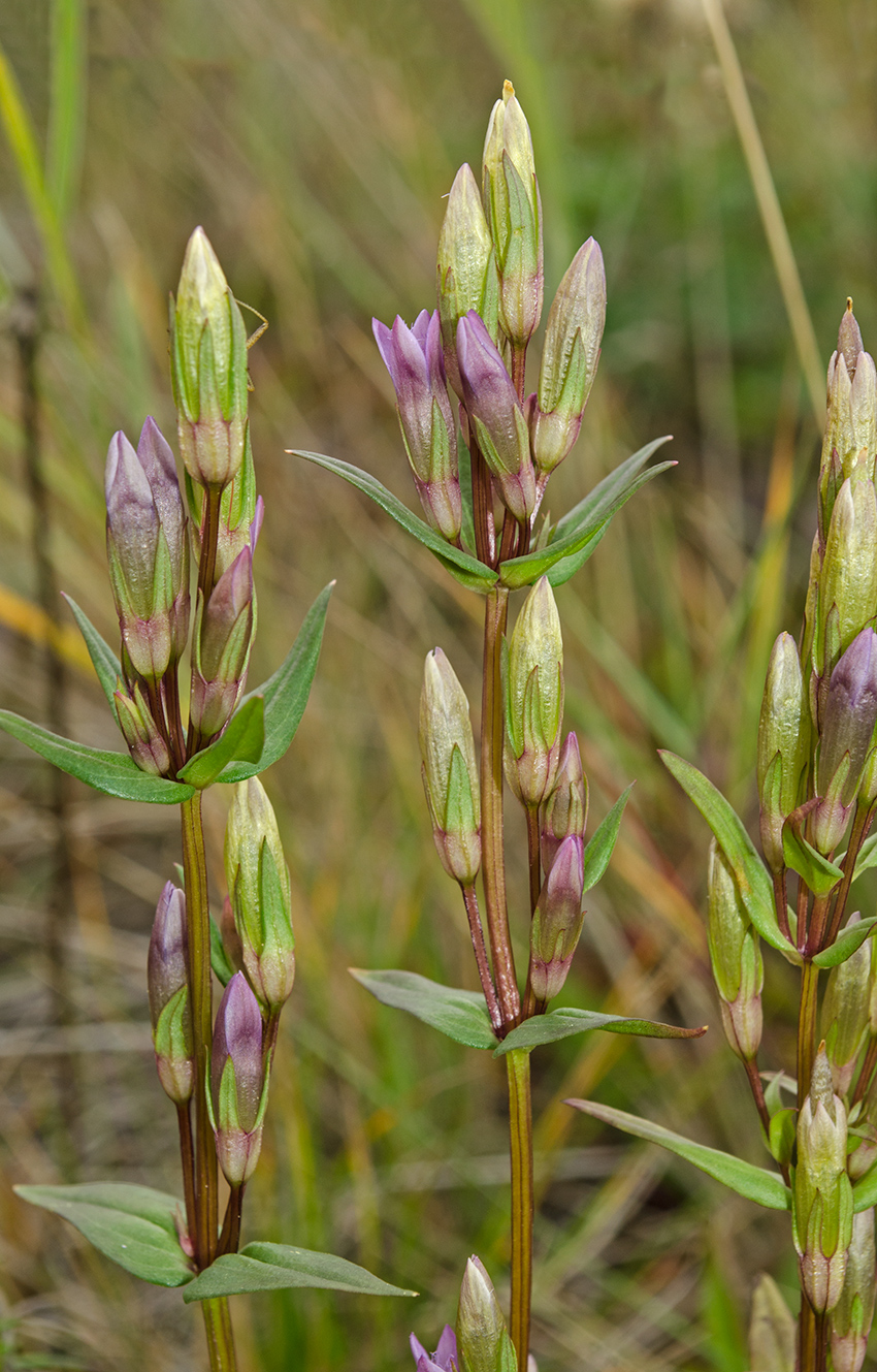 Image of Gentianella amarella specimen.