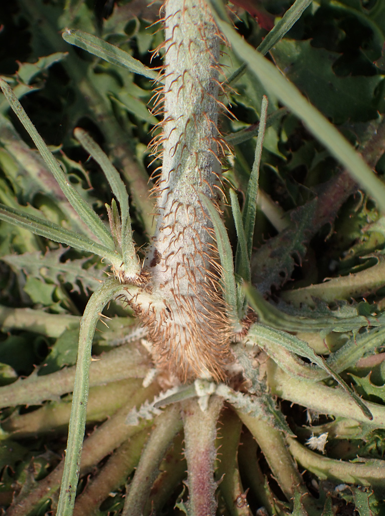 Изображение особи Chondrilla juncea.