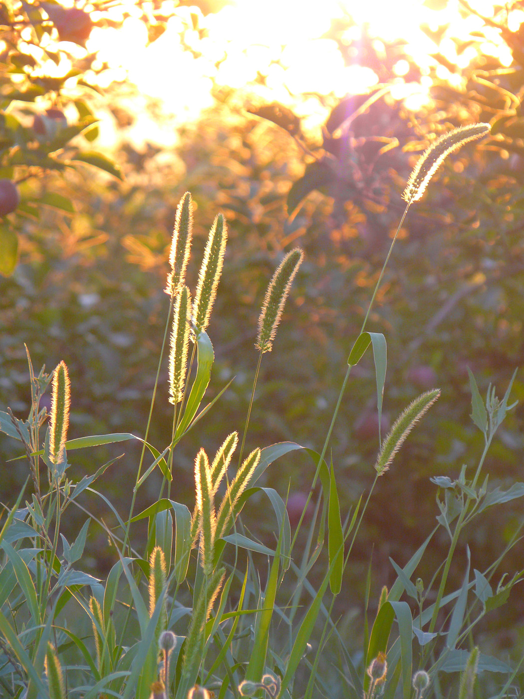 Image of Setaria viridis specimen.