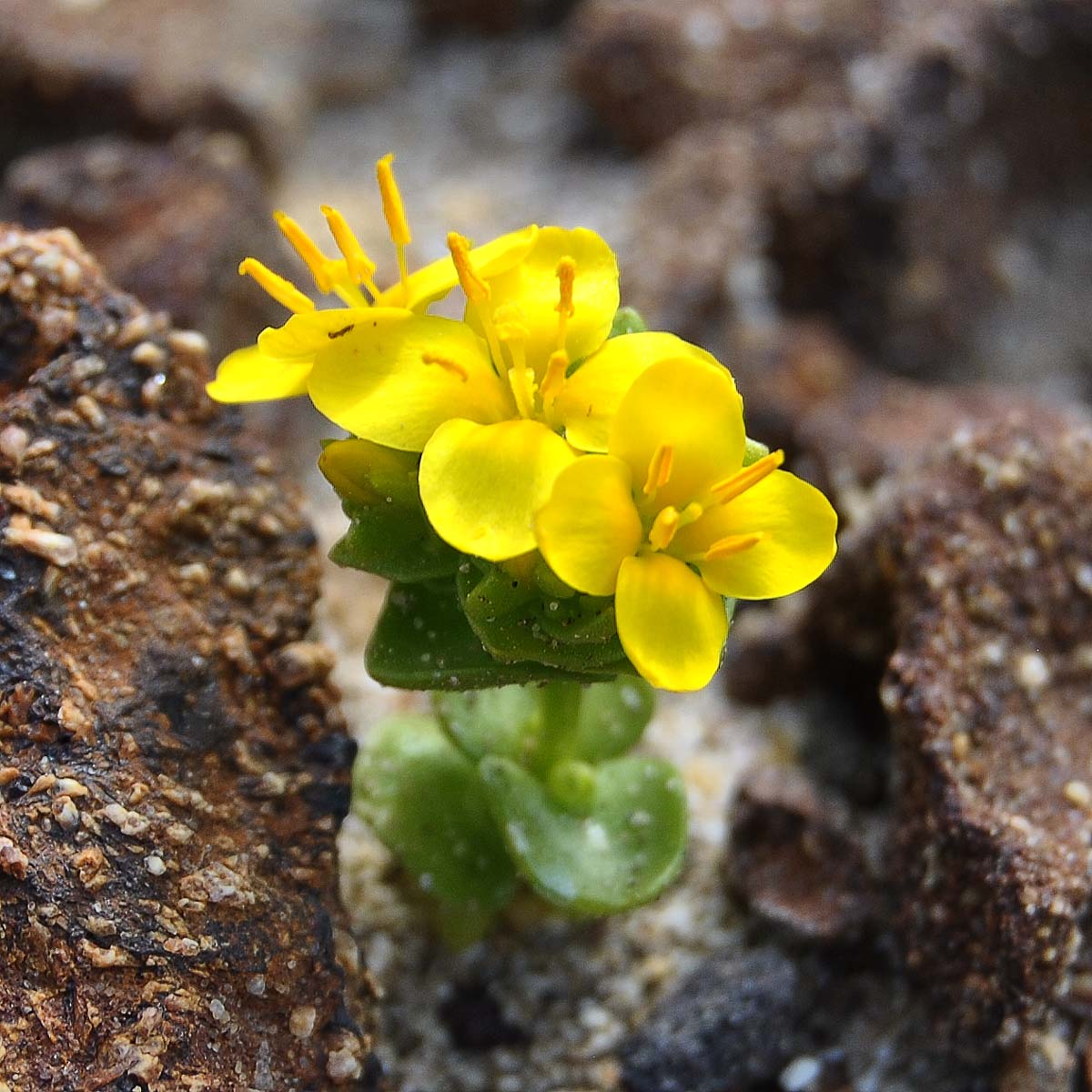 Image of Sebaea aurea specimen.