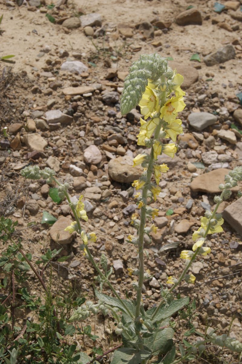 Изображение особи Verbascum saccatum.
