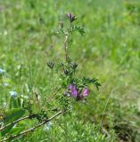 Astragalus suffruticosus