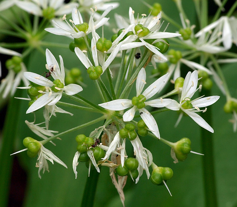 Изображение особи Allium ursinum.