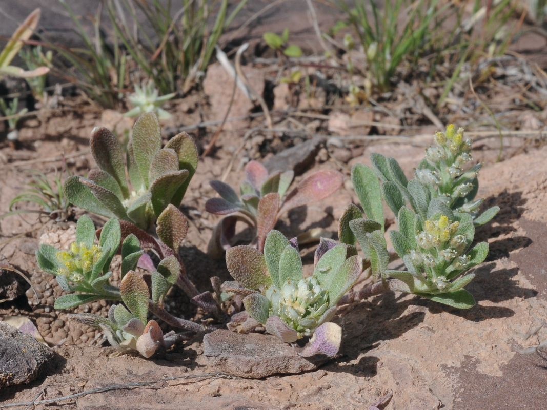 Image of Alyssum szovitsianum specimen.