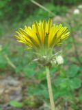 род Taraxacum. Соцветие (вид сбоку). Дагестан, окр. г. Дербент, у лесной дороги. 08.05.2018.