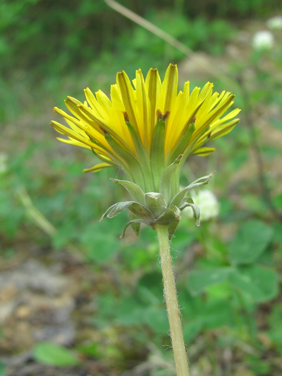 Изображение особи род Taraxacum.