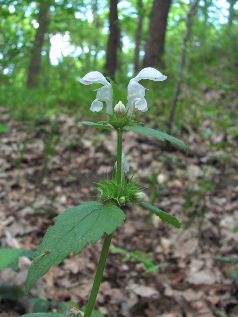 Image of Lamium maculatum specimen.