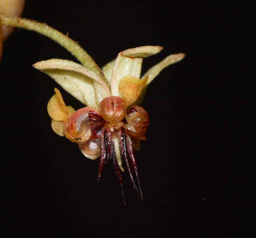 Image of Theobroma cacao specimen.