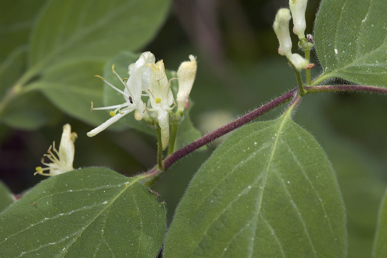 Изображение особи Lonicera xylosteum.